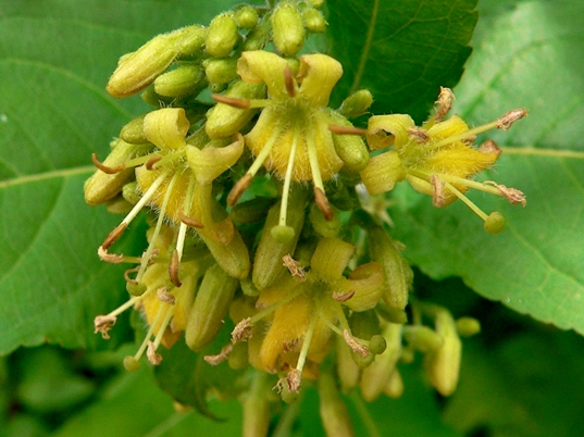 {Diervilla rivularis}